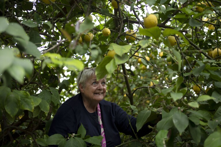 Dutch volunteer Jannie Slim picks lemons on a farm in southern Israel, as part of a post-Oct. 7 solidarity tour, Monday, March 4, 2024. Her trip is part of a wave of religious "voluntourism" to Israel, organized trips that include some kind of volunteering aspect connected to the ongoing war in Gaza. Israel's Tourism Ministry estimates around a third to half of the approximately 3,000 visitors expected to arrive each day in March are part of faith-based volunteer trips. Prior to Oct. 7, around 15,000 visitors were arriving in Israel per day, according to Tourism Ministry statistics. (AP Photo/Maya Alleruzzo)