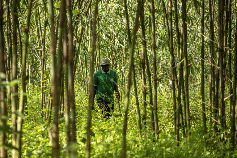 Joseph Katumba, zelador da Fazenda Kitara, trabalha perto de Mbarara, Uganda, em 8 de março de 2024. Katumba disse que a propriedade se tornou uma espécie de fazenda de demonstração para pessoas que desejam aprender mais sobre o bambu. (Foto AP/Dipak Moses)