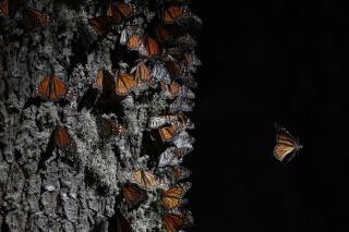 FILE - A monarch butterfly takes off from a tree trunk in the winter nesting grounds of El Rosario Sanctuary, near Ocampo, Michoacan state, Mexico, Jan. 31, 2020.  The first monarch butterflies have appeared in the mountaintop forests of central Mexico where they spend the winter. Mexico's Environment Department said Saturday, Saturday, Nov. 5, 2022, that the first butterflies have been seen exploring the mountaintop reserves in Mexico State and Michoacan.  (AP Photo/Rebecca Blackwell, File)