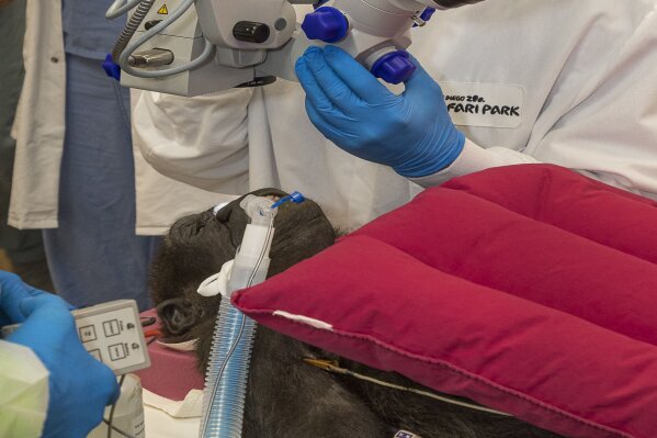 In this 2019 photo provide by San Diego Zoo Global, cataract surgeon Chris Heichel performs cataract surgery on Leslie, a 3-year-old western lowland gorilla, in the operating room at the San Diego Zoo Safari Park's Paul Harter Veterinary Medical Center in San Diego. A cataract was removed on Dec. 10 from the left eye of the 3-year-old western lowland gorilla who lives at the San Diego Zoo Safari Park, the park announced Monday, Jan. 6, 2020. (Ken Bohn/San Diego Zoo Global via AP)