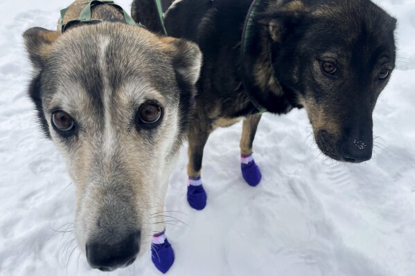 Ghost, left, and Sven, two leaders on the team of Ryan Redington, the 2023 Iditarod Trail Sled Dog champion, are shown ahead of a training run Monday, Feb. 26, 2024, in Knik, Alaska. Redington is one of three former champions in this year's race, which starts Saturday in Anchorage, Alaska. (AP Photo/Mark Thiessen)