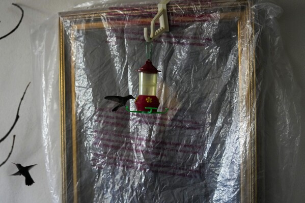 A hummingbird drinks nectar from a feeder hanging from framed art work protected by plastic, in the home of Catia Lattouf who has turned her apartment into a clinic for the tiny birds, in Mexico City, Monday, Aug. 7, 2023. Lattouf, who studied French literature, has become a reference source for bird lovers, amateur and professional alike, across Mexico and other parts of Latin America. (AP Photo/Fernando Llano)