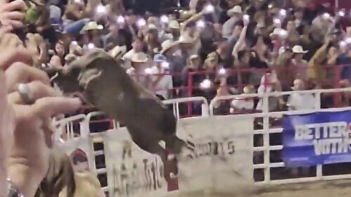 This image taken from video shows a rodeo bull hopping a fence during the 84th Sisters Rodeo on Saturday, June 8, 2024, in Sisters, Ore. The bull ran through a concession area into a parking lot, injuring at least three people before wranglers caught up with it, officials said. (Danielle Smithers via AP)