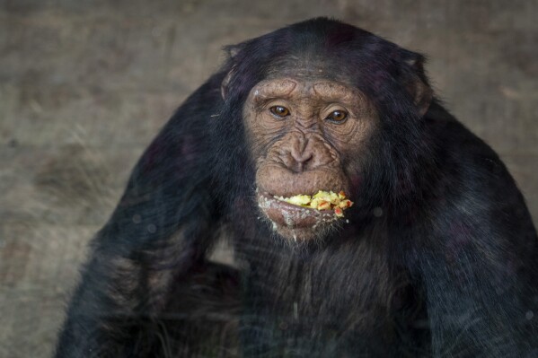 A Chimpanzee eats its food at the Central Zoo in Lalitpur, Nepal, on Feb. 22, 2024. (AP Photo/Niranjan Shrestha)
