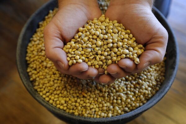 FILE - In this Nov. 21, 2018, file photo, Justin Roth holds a handful of soybeans at the Brooklyn Elevator in Brooklyn, Iowa.  President Donald Trump spent four years upending seven decades of American trade policy. He started a trade war with China, slammed America’s closest allies by taxing their steel and aluminum and terrified Big Business by threatening to take a wrecking ball to $1.4 trillion in annual trade with Mexico and Canada.  Trump’s legacy on trade is likely to linger, regardless whether Joe Biden replaces him in the White House in January 2021. (AP Photo/Charlie Neibergall, File)