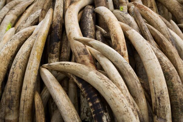 FILE - Elephant tusks are stacked in one of around a dozen pyres of ivory, in Nairobi National Park, Kenya on April 28, 2016. According to a report released on Monday, Feb. 14, 2022, scientists found that most large ivory seizures between 2002 and 2019 contained tusks from repeated poaching of the same elephant populations. (AP Photo/Ben Curtis, File)
