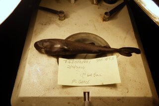FILE - This undated image provided by National Oceanic Atmospheric Administration National Marine Fisheries Service Southeast Fisheries Science Center shows a 5.5-inch long rare pocket shark. A pocket-sized pocket shark found in the Gulf of Mexico has turned out to be a new species, and one that squirts little glowing clouds into the ocean.
Researchers from around the Gulf and in New York have named it the American pocket shark, or Mollisquama (mah-lihs-KWAH-muh) mississippiensis (MISS-ih-SIP-ee-EHN-sis). (Mark Grace/National Oceanic Atmospheric Administration National Marine Fisheries Service Southeast Fisheries Science Center via AP, File)