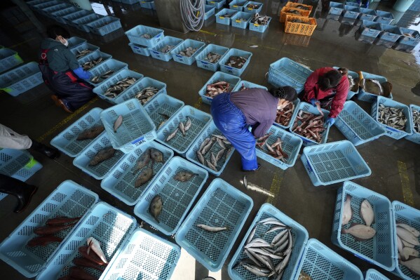 Local workers arrange the inshore fish during a morning auction at Hisanohama Port, on Oct. 19, 2023 in Iwaki, northeastern Japan. (AP Photo/Eugene Hoshiko, Pool, File)