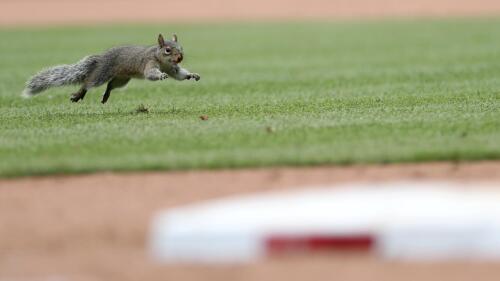 A squirrel runs across the infield in the seventh inning of a baseball game between the St. Louis Cardinals and the Detroit Tigers, Saturday, May 6, 2023, in St. Louis. (AP Photo/Tom Gannam)