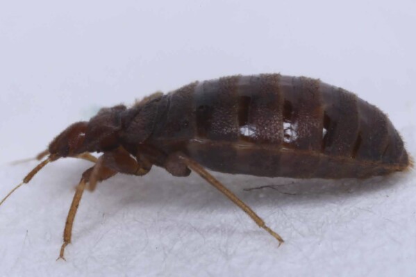 This 2022 photo provided Wednesday Oct.4; 2023 by entomologist Jean-Michel Berenger, who raises bedbugs in his lab, shows a bedbug in Marseille, southern France. The French government has been forced to step in to calm a nation increasingly anxious about bedbugs. (Jean-Michel Berenger via AP)