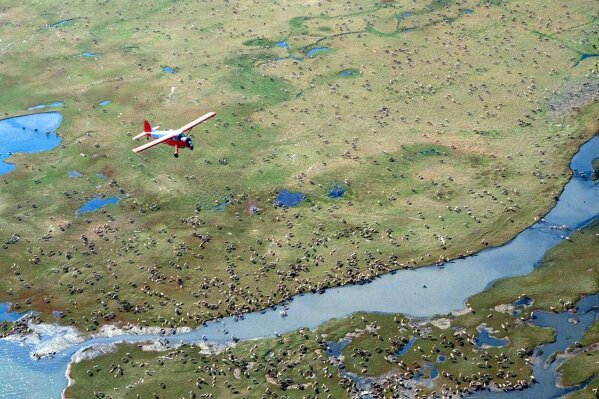 FILE - In this undated file photo provided by the U.S. Fish and Wildlife Service, an airplane flies over caribou from the Porcupine Caribou Herd on the coastal plain of the Arctic National Wildlife Refuge in northeast Alaska. Environmental groups wasted no time challenging the Trump administration's attempt to open part of an Alaska refuge where polar bears and caribou roam free to oil and gas drilling. (U.S. Fish and Wildlife Service via AP, File)