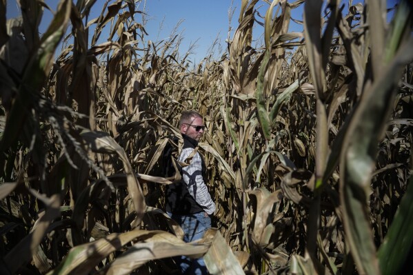 Curt Elmore checks on his corn crop, Tuesday, Oct. 10, 2023, at a farm near Allerton, Ill. Elmore has been "dabbling" in cover crops for a decade, planting varieties like oats and rye on parts of his farm. (AP Photo/Joshua A. Bickel)