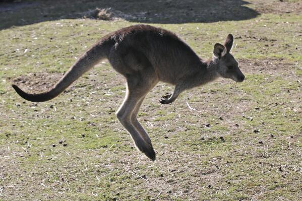 FILE - A grey kangaroo hops along a hill side in the Wombeyan Karst Conservation Reserve near Taralga, 120km (74 miles) south west of Sydney, Australia, Aug. 18, 2016. A 77-year-old man has died after a rare kangaroo attack in remote southwest Australia, police said on Tuesday, Sept. 13, 2022. (AP Photo/Rob Griffith, File)