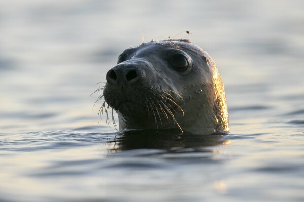 Conservation efforts have saved seals, but at what cost to Cape Cod  fishermen? 