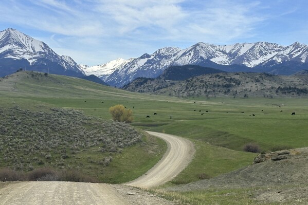 A dirt road in Sweet Grass County leading into the Crazy Mountains is seen Saturday, May 10, 2025, near Big Timber, Mont. (AP Photo/Matthew Brown)