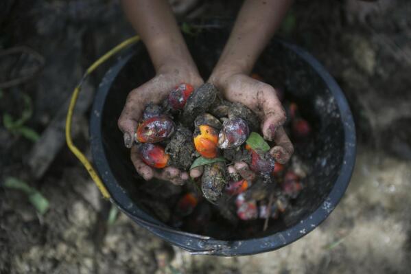 A little girl holds palm oil fruit collected from a plantation in Sumatra, Indonesia, Nov. 13, 2017. An Associated Press investigation has found many palm oil workers in Indonesia and neighboring Malaysia endure exploitation, including child labor. (AP Photo/Binsar Bakkara)