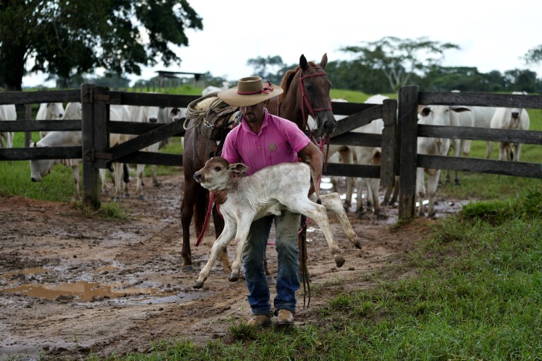 Cowboy Diego Nascimento carries a calf to weigh and mark in a corral at the Fazenda Itaituba, a farm in the municipality of Bujari, near the city of Rio Branco, Acre state, Brazil, Tuesday, May 23, 2023. (AP Photo/Eraldo Peres)