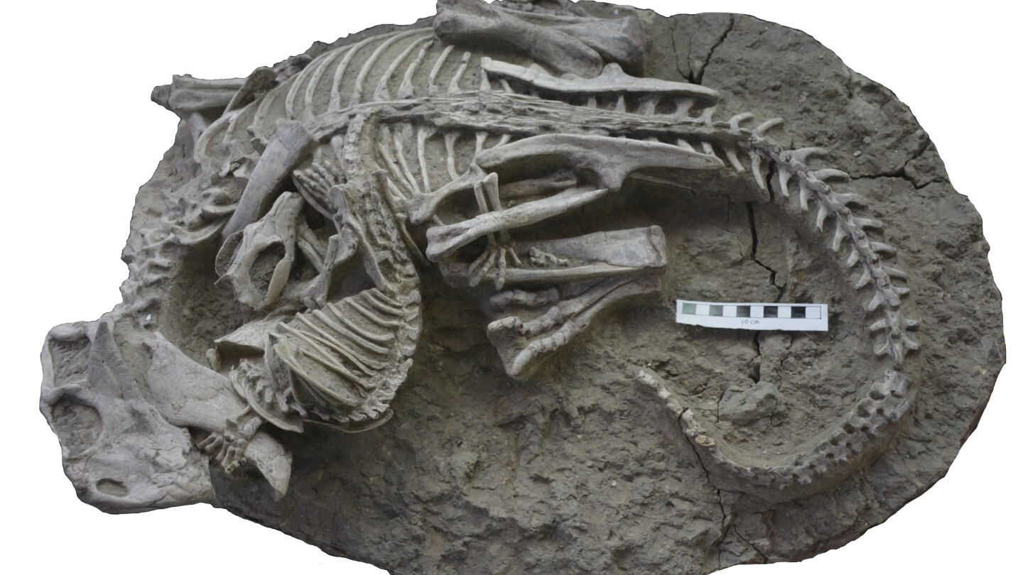 Vzácné fosilie naznačují, že savci možná lovili dinosaury k večeři