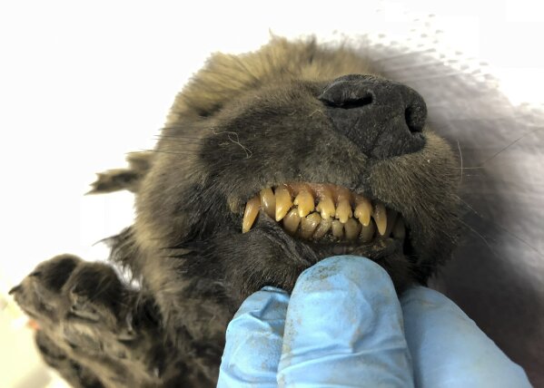 This is a handout photo taken on Monday, Sept. 24, 2018, showing a 18,000 years old Puppy found in permafrost in the Russia's Far East, on display at the Yakutsk's Mammoth Museum, Russia. Russian scientists have presented a unique prehistoric canine, believed to be 18,000 years old and found in permafrost in the Russia's Far East, to the public on Monday, Dec. 2, 2019. (Sergei Fyodorov, Yakutsk Mammoth Museum via AP)