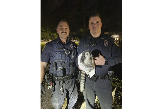 In this photo released by the Springfield Police Dept., two smiling police officers hold a lemur wrapped in a towel with its face, hands and tail poking out in Springfield, Mo., on Sept. 12, 2023. The lemur evaded police in the city before it was eventually captured that night. (Springfield Police Dept. via AP)