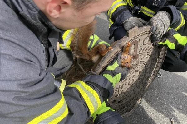 Firefighters freed a squirrel that was stuck in a manhole cover in Dortmund, Germany, Monday, April 10, 2023. The Dortmund fire department said it was alerted to a distressed squirrel by a pedestrian Monday afternoon, after she spotted its head peering out of a hole in the road. (Feuerwehr Dortmund via AP)
