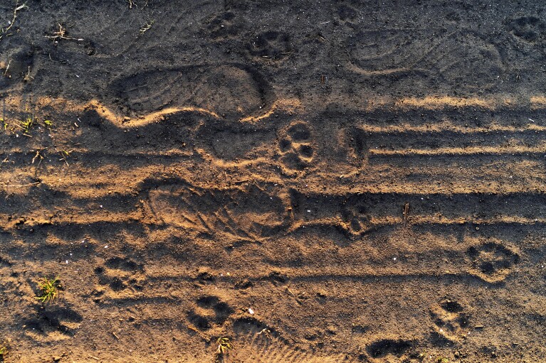 Red wolf pawprints are visible in the dirt beside human footprints on the Alligator River National Wildlife Refuge near Manns Harbor, N.C., Friday, March 24, 2023. From extinct in the wild to success story and back to the brink, "America's Wolf" is at a crossroads. (AP Photo/David Goldman)