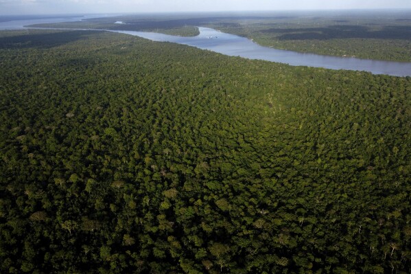 FILE - View of the forest in Combu Island on the banks of the Guama River, near the city of Belem, Para state, Brazil, Aug. 6, 2023. Among leaders and advocates of the Amazon rainforest region, there's hope for bioeconomy, a term that refers to people making a living from the forest without cutting it down. (AP Photo/Eraldo Peres, File)