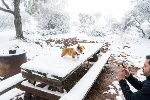 Jason Bleier photographs his dog Sir, a 13-week-old Pembroke Welsh Corgi, during their walk in the snow, at Mt. Diablo State Park near Walnut Creek, Calif., April 5, 2024. (AP Photo/Noah Berger)
