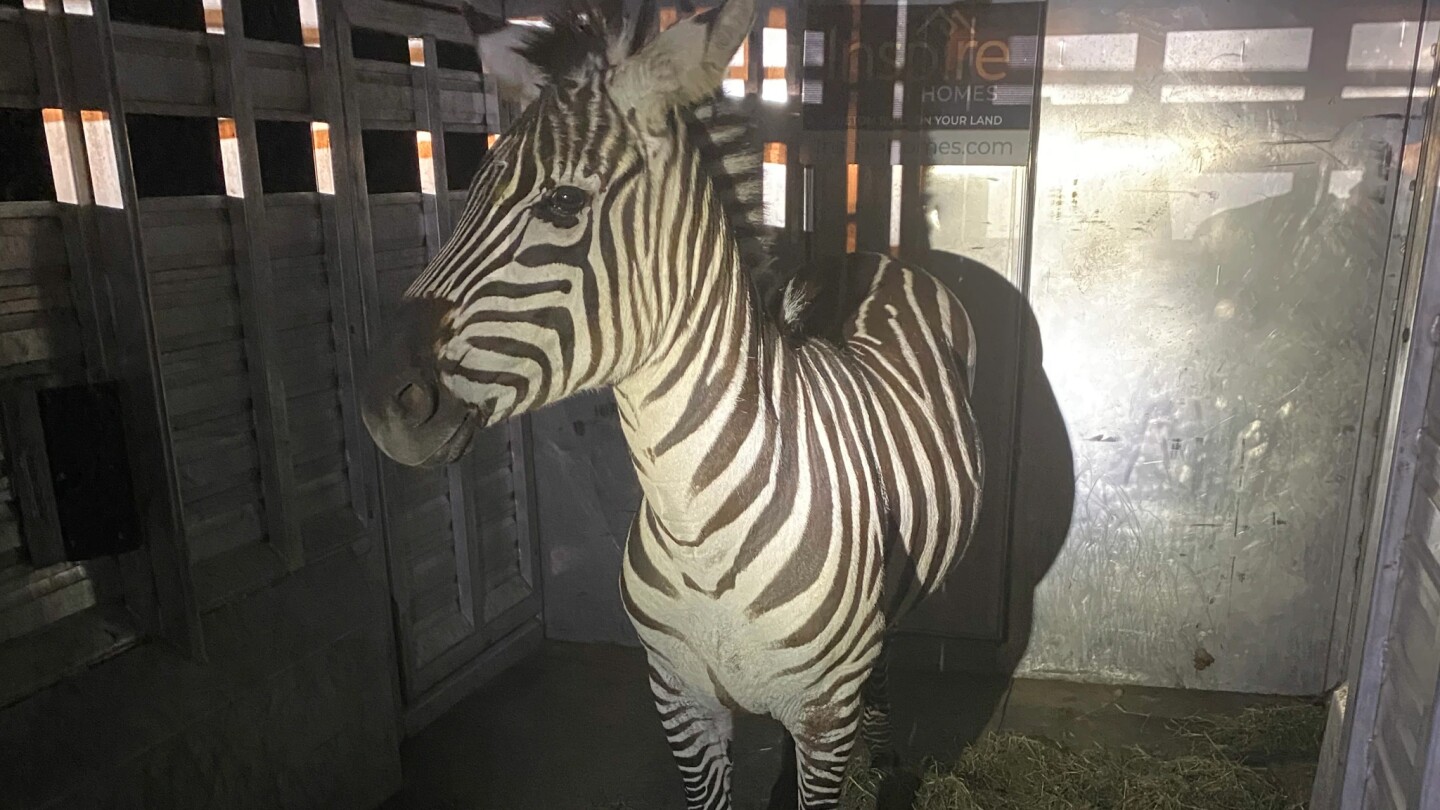 Escaped zebra captured near Seattle after gallivanting around Cascade mountain foothills for days