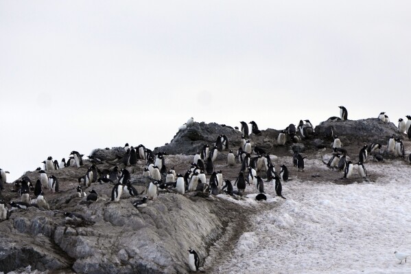 A penguin's colony is visible near Bransfield Strait shore, Antarctica, Wednesday, Nov. 23, 2023. (AP Photo/Jorge Saenz)
