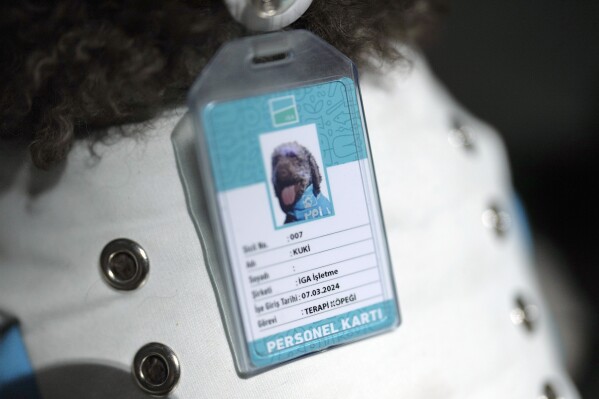 The official ID badge of airport therapy dog Kuki is displayed on her showing a photo and her information at Istanbul Airport in Turkey, Wednesday, April 3, 2024. (AP Photo/Khalil Hamra)