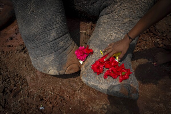 A village girl places flowers on the feet of a wild elephant that succumbed to injuries after being hit by a speeding train at Kurkria village, outskirts of Guwahati, India, Thursday, Aug 10, 2023. (AP Photo/Anupam Nath)