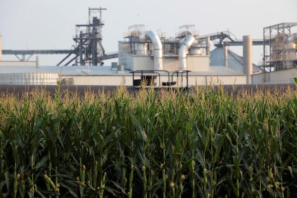 FILE - Corn grows in front of an ethanol refinery on July 22, 2021, in Chancellor, S.D. Opponents of planned liquid carbon dioxide pipelines in the Midwest won a victory Wednesday, May 3, 2023, when an Iowa judge ruled that a state law that gives surveyors the right to enter private property is unconstitutional. Pipeline company Navigator CO2 Ventures's planned pipeline would cut through five states — Iowa, Illinois, Minnesota, Nebraska and South Dakota — and carry carbon dioxide from ethanol and fertilizer processors to a site in Illinois. (AP Photo/Stephen Groves, File)