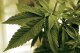 FILE - Marijuana plants grow at a lab in Cottage Grove, Minn., June 17, 2015. The recently appointed director of Minnesota’s new marijuana regulatory agency, Erin Dupree, has resigned amid reports that she sold illegal cannabis products in the state. Her role as the state's first director of the Office of Cannabis Management would have begun on Oct. 2, 2023. (AP Photo/Jim Mone, File)