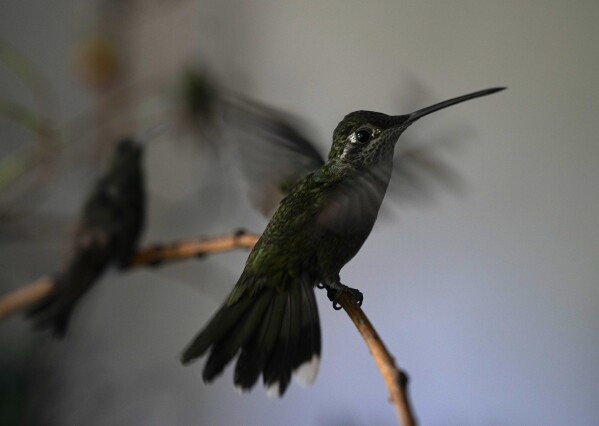 A hummingbird flaps its wings as it recovers at a makeshift clinic set up by Catia Lattouf in her apartment in Mexico City, Monday, Aug. 7, 2023. Lattouf has about 60 hummingbirds in her care. (AP Photo/Fernando Llano)