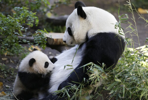 FILE - Xiao Liwu, a 5 1/2-month-old male panda, below, nurses as his mother, Bai Yun, looks on at the San Diego Zoo, Jan. 16, 2013, in San Diego. Panda lovers in America received a much-needed injection of hope Wednesday, Nov. 15, 2023, as Chinese President Xi Jinping said his government was “ready to continue” loaning the black and white icons to American zoos. (AP Photo/Gregory Bull, File)