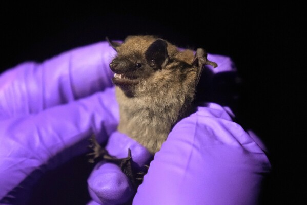 Biologist Ashley Wilson holds a big brown bat in Sharon Township, Mich., June 21, 2023. Fifty years after the Endangered Species Act took effect, environmental advocates and scientists say the law is as essential as ever. Habitat loss, pollution, climate change and disease are putting an estimated 1 million species worldwide at risk. (AP Photo/Paul Sancya)