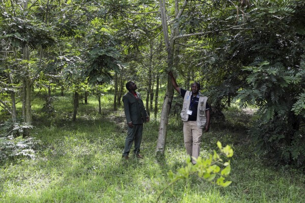 Enock Twagirayesu, team leader of Nakivale Green Environment Association, and Cleous Bwambale, of United Nations High Commissioner for Refugees, tours trees planted by Twagirayesu and others at Nakivale Refugee Settlement in Mbarara, Uganda, on Dec. 5 2023. Twagirayesu is among refugees helping to plant thousands of seedlings in hopes of reforesting the area. (AP Photo/Hajarah Nalwadda)