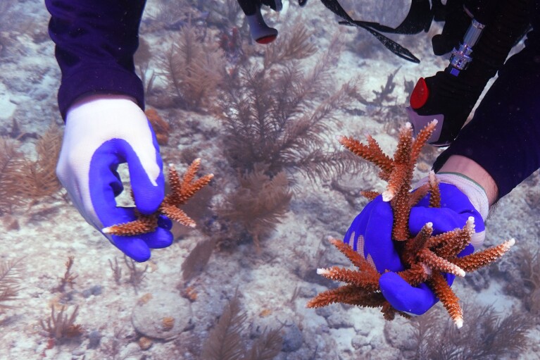 A diver holds coral fragments from a coral nursery to be cemented into the reef, Friday, Aug. 4, 2023, near Key Biscayne, Fla. (AP Photo/Wilfredo Lee)