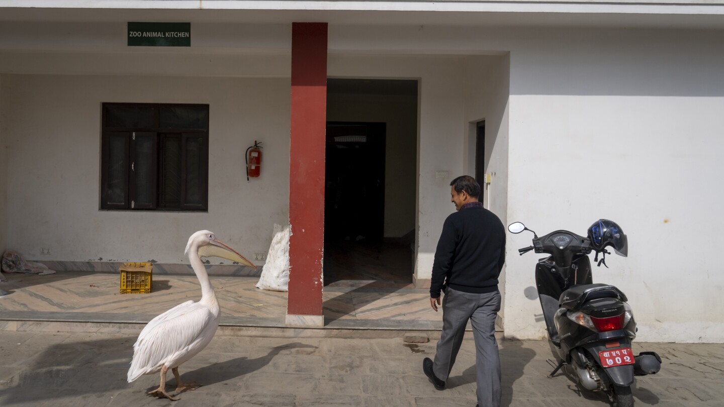41-годишен пеликан и други животни чакат храната си в единствената зоологическа градина в Непал