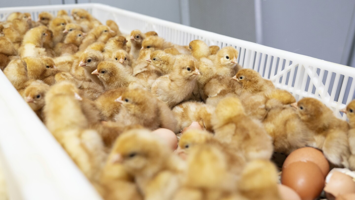 Breaking the Cycle: New Tech Saves 350 Million Chicks from Slaughter in US Egg Industry