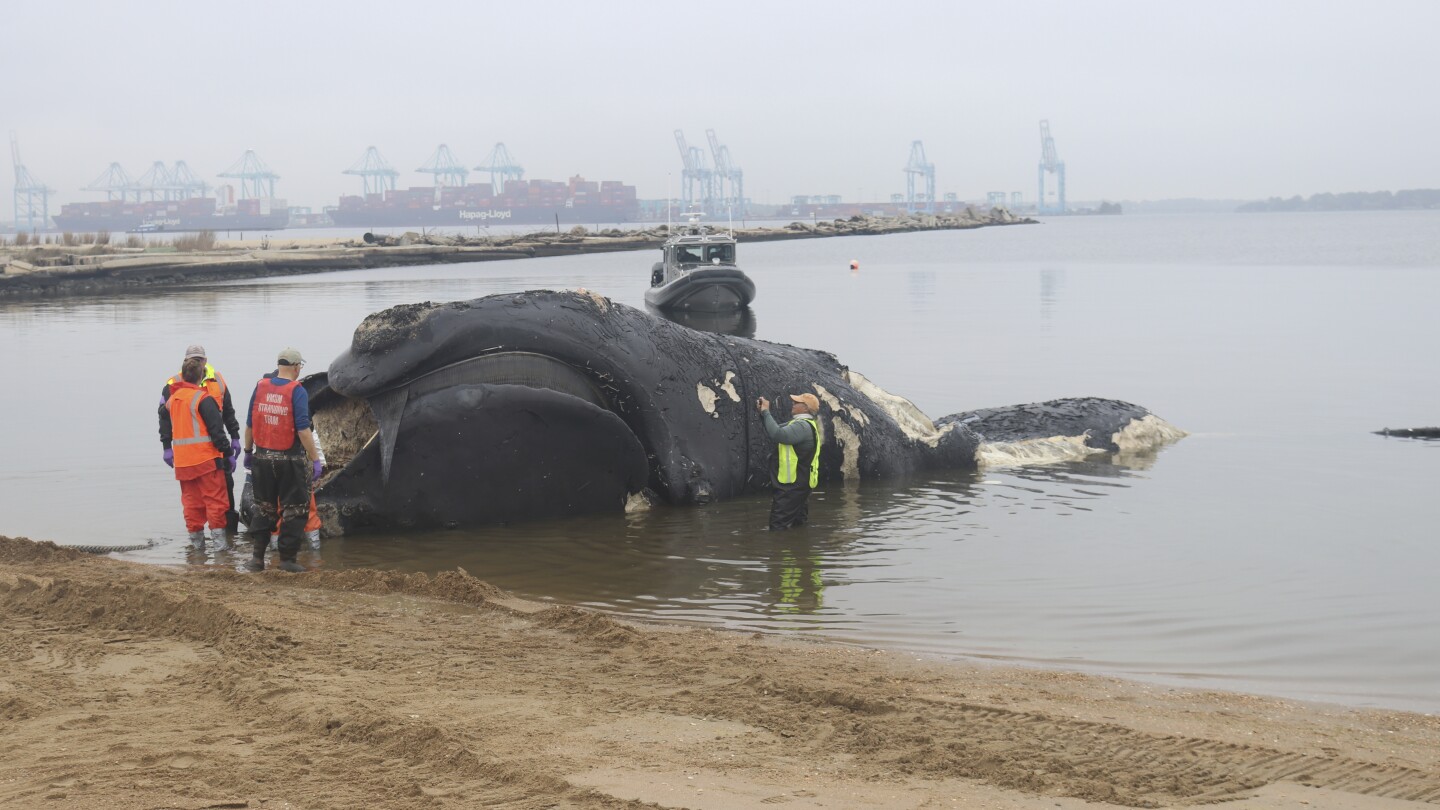 Още един застрашен гладък кит умира след сблъсък с кораб край източното крайбрежие