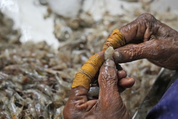 A worker peels shrimp in a tin-roofed processing shed in the hamlet of Tallarevu, in Kakinada district, in the Indian state of Andhra Pradesh, Sunday, Feb. 11, 2024. Dr. Sushmitha Meda, a dermatologist at a nearby government hospital in the city of Kakinada, said she treats four to five shrimp peelers every day for frostbite and infection. It’s a preventable problem, she said. Cotton gloves covered with latex gloves can protect peelers’ hands, but few can afford a $3 box of gloves. (AP Photo/Mahesh Kumar A.)
