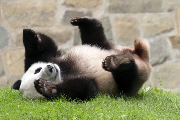 FILE - Giant panda Xiao Qi Ji plays at his enclosure at the Smithsonian National Zoo in Washington, Sept. 28, 2023. Panda lovers in America received a much-needed injection of hope Wednesday, Nov. 15, as Chinese President Xi Jinping said his government was “ready to continue” loaning the black and white icons to American zoos. (AP Photo/Jose Luis Magana, File)