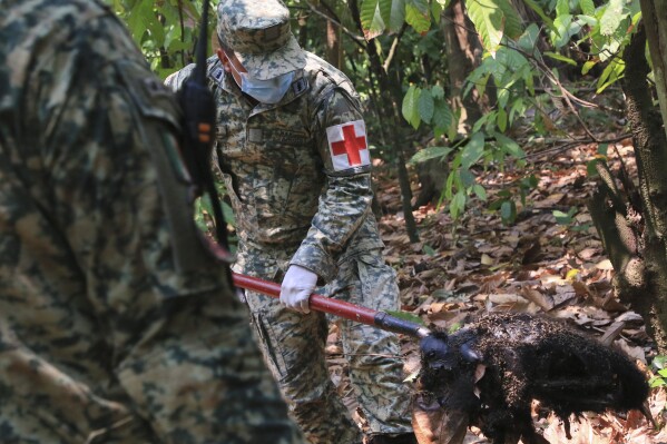 Ein Soldat entfernt den Körper eines Brüllaffen, der bei extrem hohen Temperaturen in Tecolotilla, Bundesstaat Tabasco, Mexiko, gestorben ist, 21. Mai 2024. Dutzende Brüllaffen wurden im Golfküstenstaat tot aufgefunden, während andere von Anwohnern gerettet wurden, die sie dorthin trieben ein örtlicher Tierarzt.  (AP Photo/Luis Sanchez)