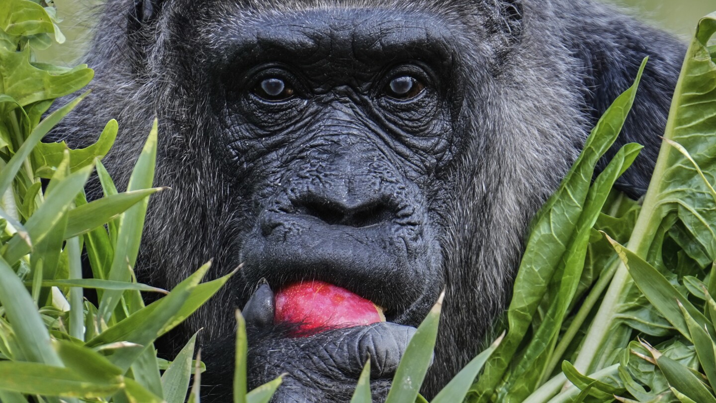 Fatou, the world's oldest gorilla in a zoo, is celebrating her 68th birthday in Berlin