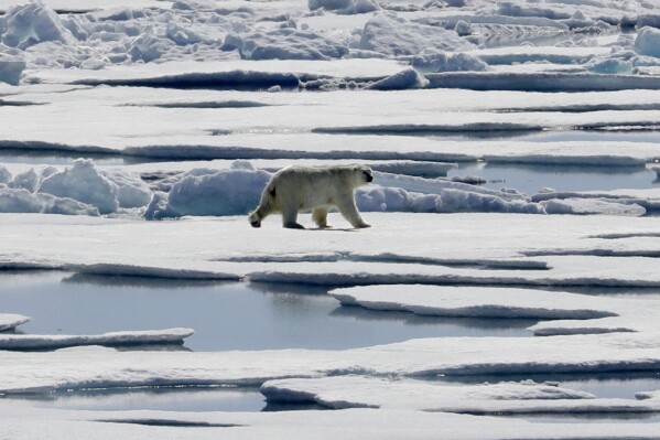 FILE - A polar bear walks over sea ice floating in the Victoria Strait in the Canadian Arctic Archipelago, Friday, July 21, 2017. (AP Photo/David Goldman, File)