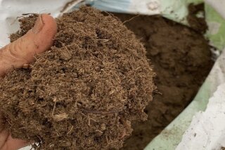 This undated photo shows a handful of peat moss in New Paltz, N.Y. Although peat moss is a useful soil amendment, such as in potting mixes, it is not indispensible. (Lee Reich via AP)