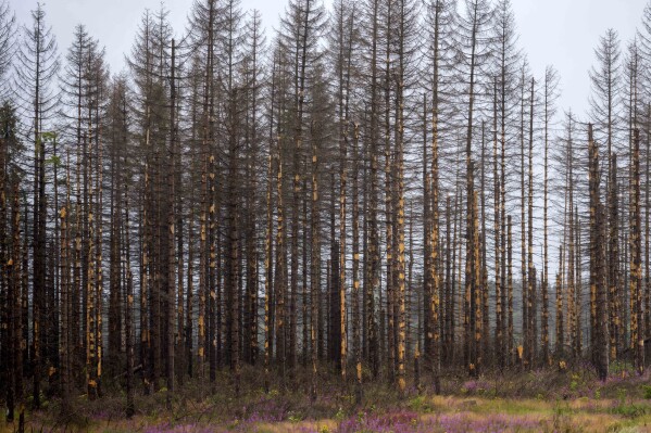 Árvores mortas estão nas florestas estaduais da Baixa Saxônia nas montanhas Harz, perto de Clausthal-Zellerfeld, Alemanha, quinta-feira, 27 de julho de 2023. (AP Photo/Matthias Schrader)