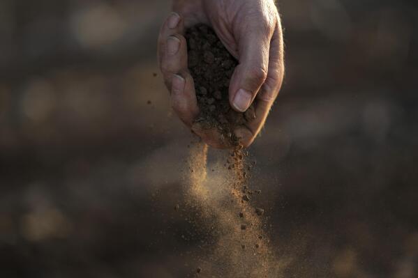 FILE - Farmer Barry Evans drops dusty soil from a cotton crop he shredded and planted over with wheat, Oct. 3, 2022, in Kress, Texas. A new study finds that climate change is making droughts faster and more furious — and especially one fast-moving kind of drought that can take farmers by surprise. (AP Photo/Eric Gay, File)